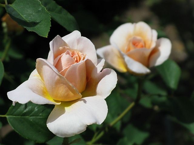  photo TeaClipperatfiloliIMG_0996640wide_zpsa1ade103.jpg